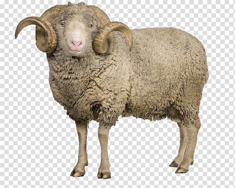Goat, Merino, Arles Merino Sheep, Wool, Ram, Bovidae, Ovis, Live transparent background PNG clipart