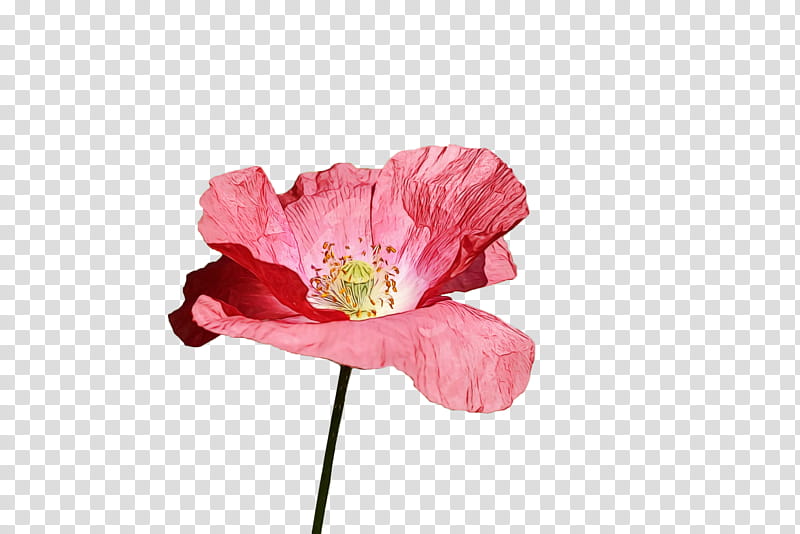 flower petal pink plant poppy, Spring Flower, Spring Floral, Flowers, Watercolor, Paint, Wet Ink, Poppy Family transparent background PNG clipart