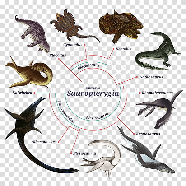 Seafood, Sauropterygia, Phylogenetic Tree, Plesiosauria, Biology, Taxon, Marine Reptile, Cladogram transparent background PNG clipart