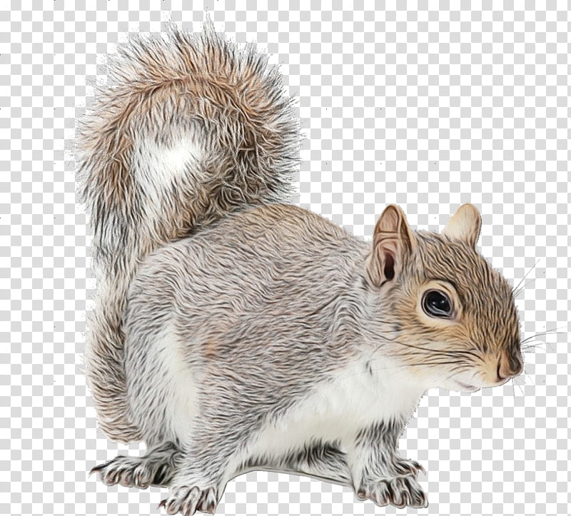 Fox, Squirrel, Chipmunk, Douglas Squirrel, Eastern Gray Squirrel, Red Squirrel, American Red Squirrel, Grey Squirrel transparent background PNG clipart