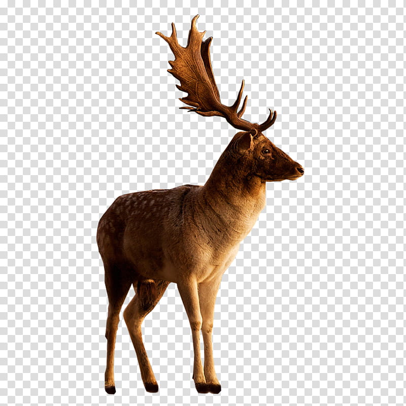 Deer   , brown moose transparent background PNG clipart