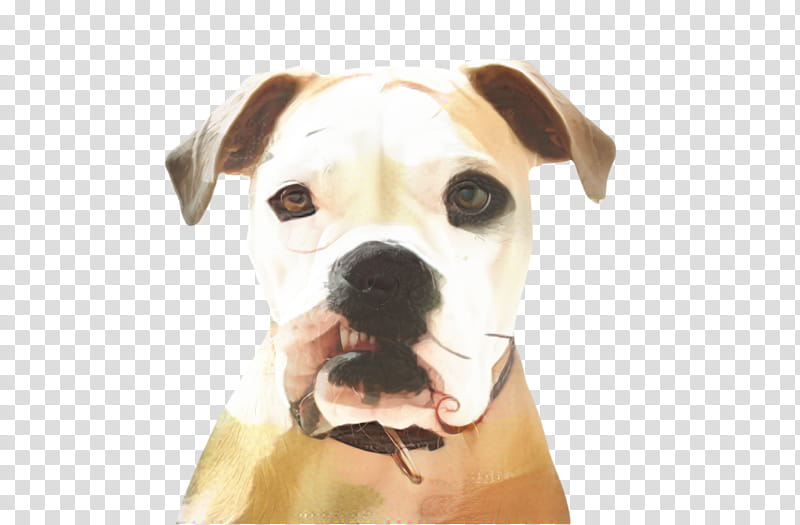Cute Dog, Pet, Animal, Boxer, Bull Terrier, Puppy, American Pit Bull Terrier, Dog Breed transparent background PNG clipart