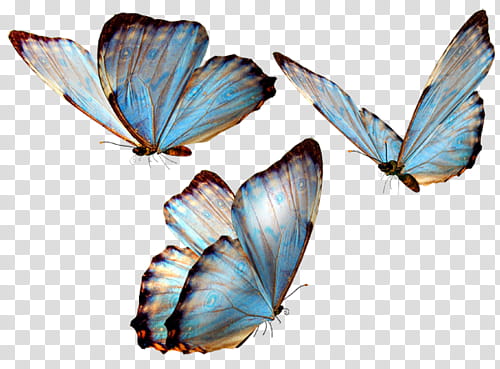 Butterfly, three blue-and-gray butterflies transparent background PNG clipart