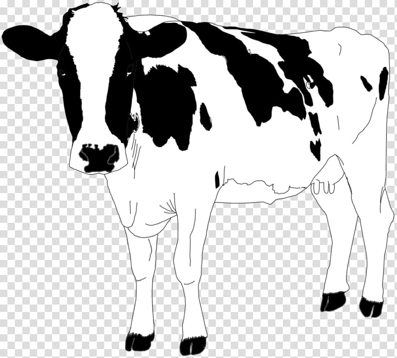 Cow, Dairy Cattle, Jersey Cattle, Taurine Cattle, Highland Cattle, Calf, Agriculture, Farm transparent background PNG clipart