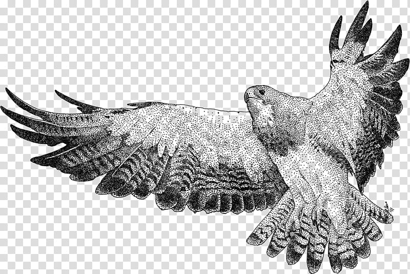 red tailed hawk landing drawing