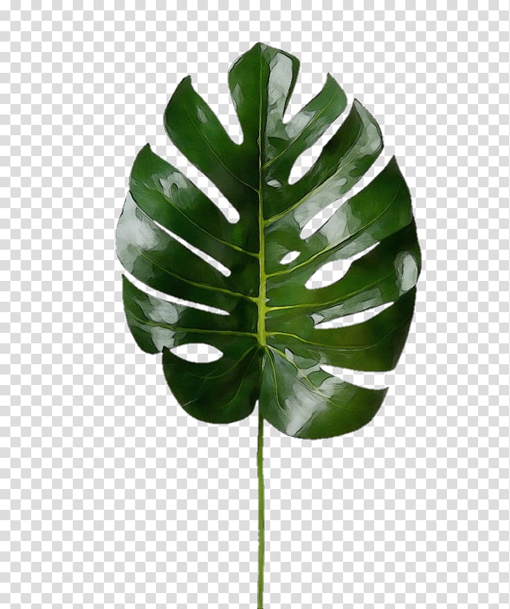 leaf green monstera deliciosa plant flower, Watercolor, Paint, Wet Ink, Anthurium, Vascular Plant, Arum Family, Plant Stem transparent background PNG clipart