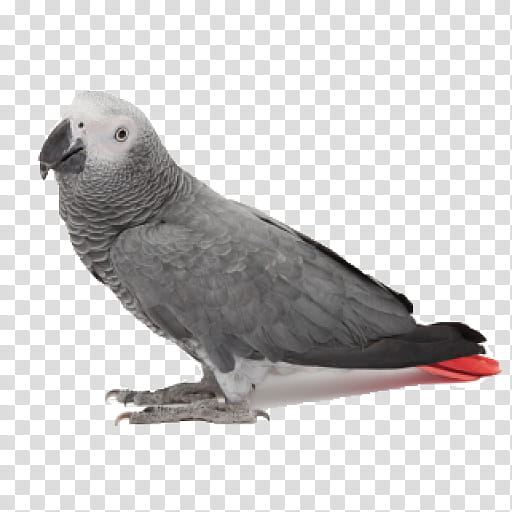 Feather, Bird, Beak, African Grey, Parrot, Rock Dove, Parakeet, Dove transparent background PNG clipart