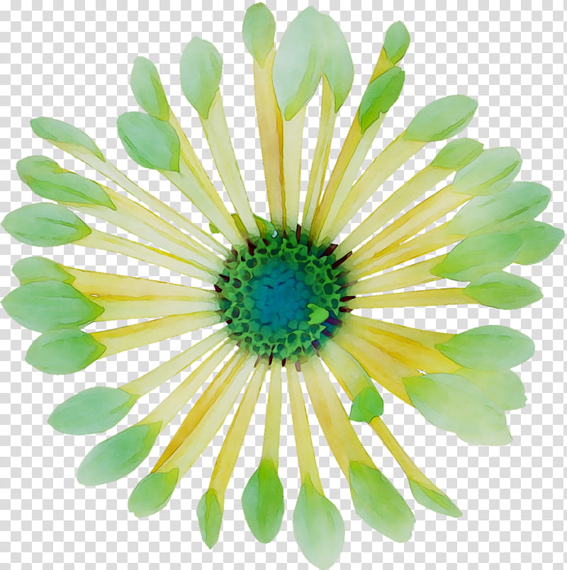 Flowers, Oxeye Daisy, Chrysanthemum, Transvaal Daisy, Cut Flowers, Petal, Daisy Family, Leucanthemum transparent background PNG clipart