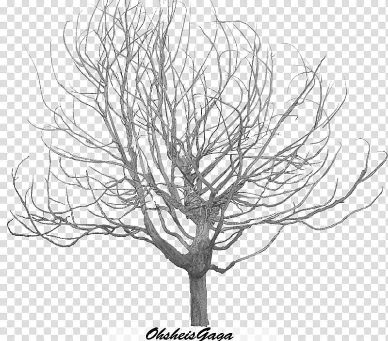 Files, withered tree transparent background PNG clipart