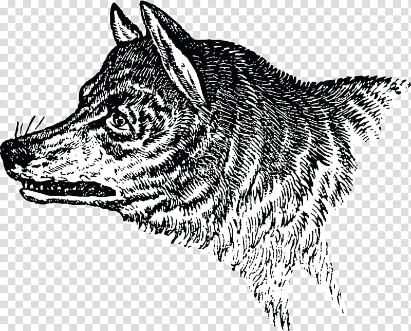Wolf Drawing, Silhouette, Head, Line Art, Snout, Dog, Black Norwegian Elkhound, Wildlife transparent background PNG clipart