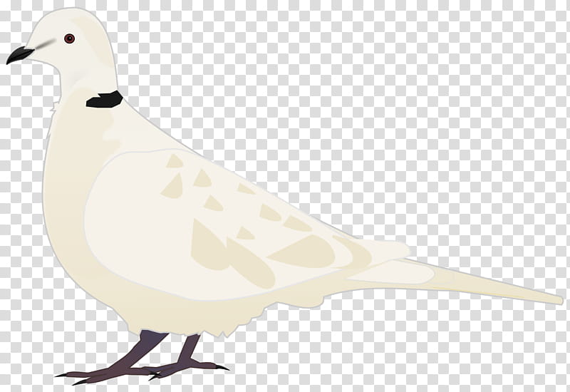 Dove Bird, Beak, Pigeons And Doves, Homing Pigeon, Tourterelle, Release Dove, Megapodius, Feather transparent background PNG clipart