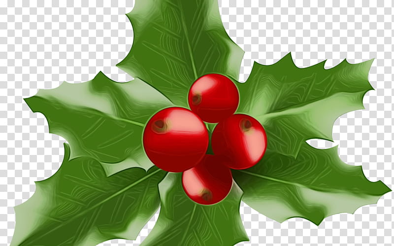 Holly, Watercolor, Paint, Wet Ink, American Holly, Leaf, Plant, Green transparent background PNG clipart