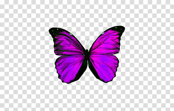 mariposas, black and purple butterfly transparent background PNG clipart