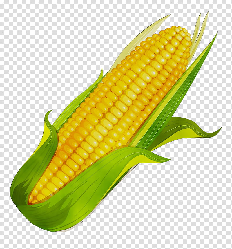 Vegetable, Corn On The Cob, Sweet Corn, Corn Kernel, Cardigan, Shrug, Knitting, Fruit transparent background PNG clipart