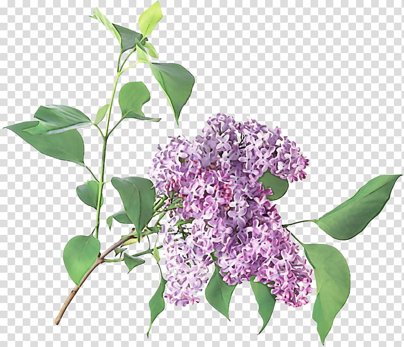 flower lilac plant lilac purple, Violet, Buddleia, Leaf, Branch transparent background PNG clipart