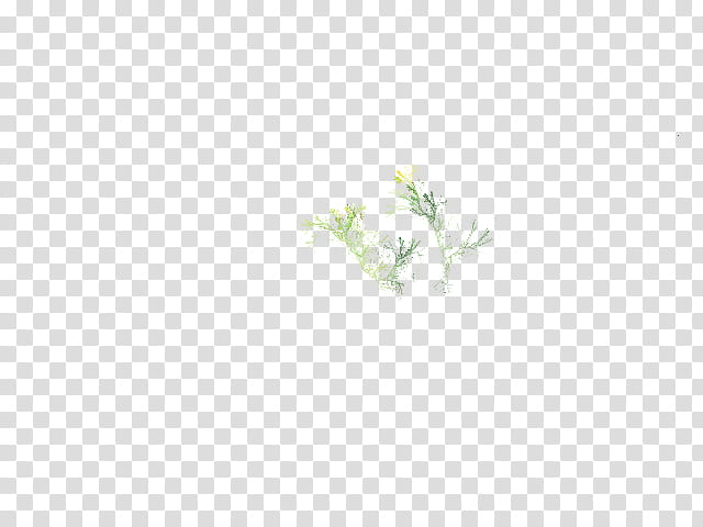 Aquatic Plants in, white flower transparent background PNG clipart