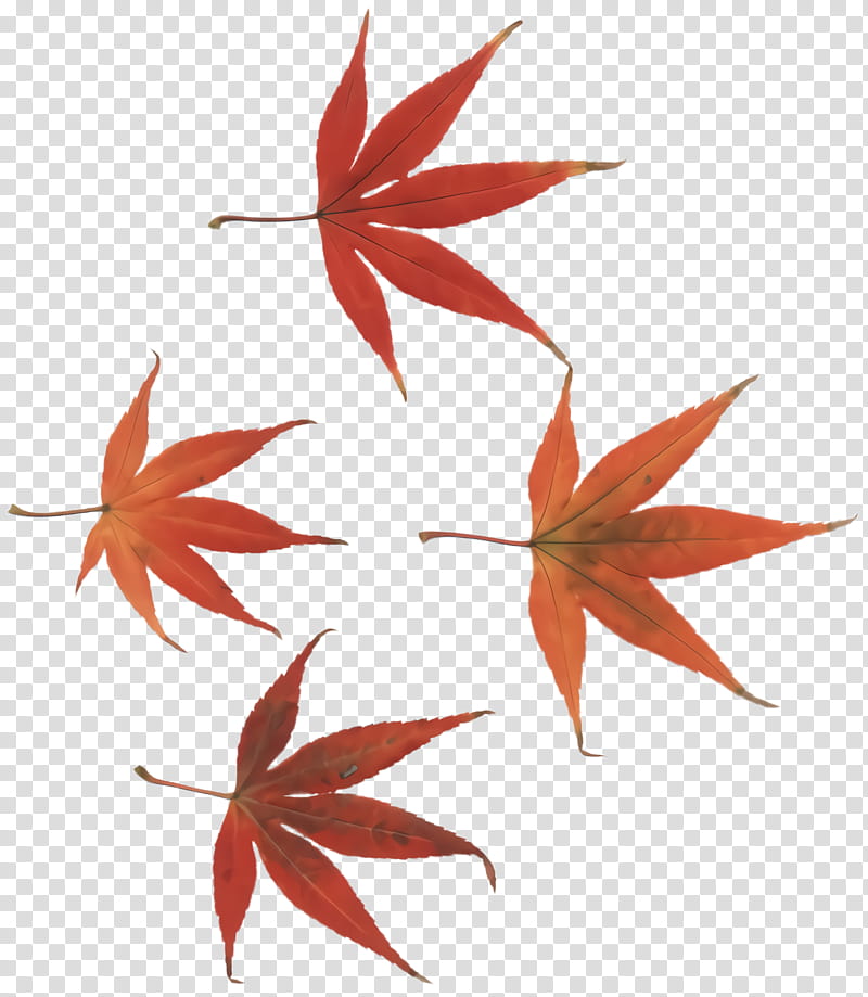 Maple leaf, Tree, Red, Plant, Woody Plant, Sweet Gum, Black Maple, Flower transparent background PNG clipart