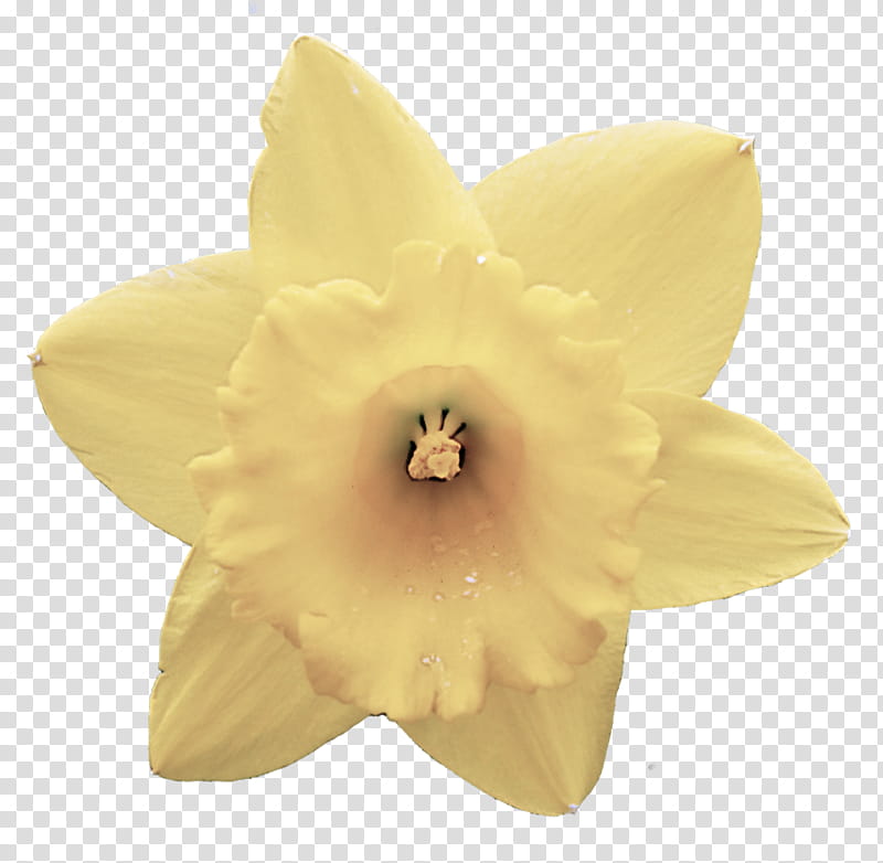 yellow petal flower plant narcissus, Flowering Plant, Amaryllis Family, Cattleya, Dendrobium transparent background PNG clipart