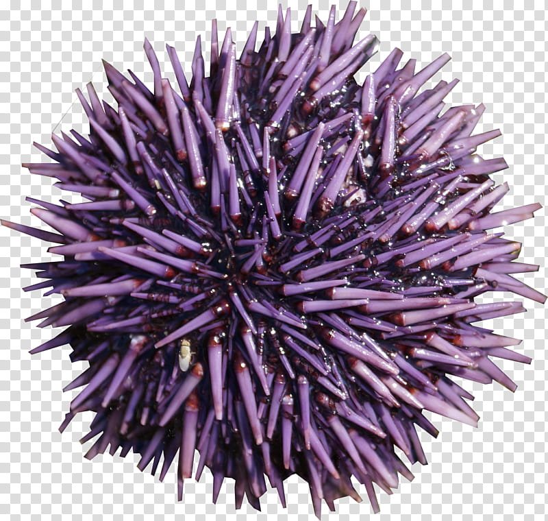 Lavender Flower, Sea Urchin, Purple, Globe Thistle, Plant transparent background PNG clipart