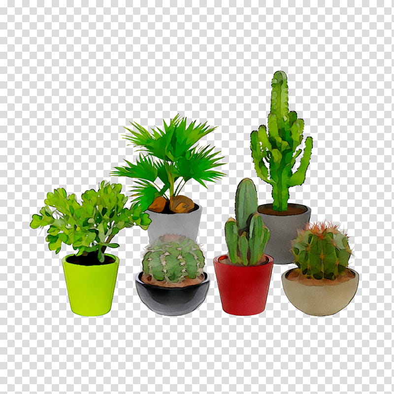 Green Grass, Flowerpot, Houseplant, Cactus, Leaf, Terrestrial Plant, Tree, Succulent Plant transparent background PNG clipart