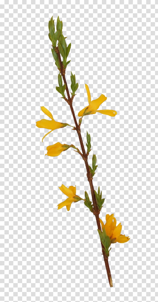 Plants, Twig, Plant Stem, Flowering Plant, Leaf, Branch, Pedicel, Goldenrod transparent background PNG clipart