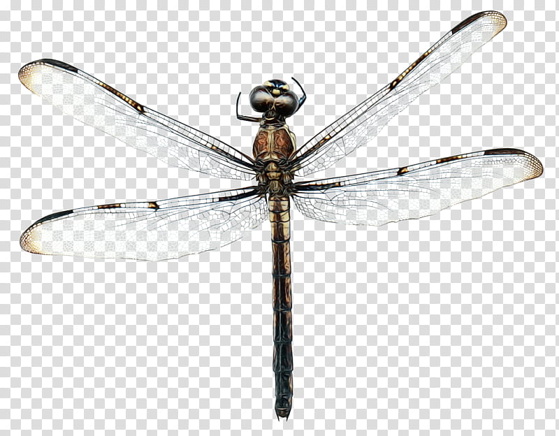 Dragonfly Insect, Membrane, Dragonflies And Damseflies, Damselfly, Pest transparent background PNG clipart