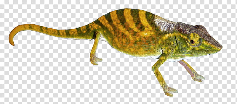 Gecko  Clear Cut, brown and yellow lizard transparent background PNG clipart