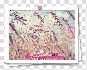 Frames, wheat plants with text overlay transparent background PNG clipart