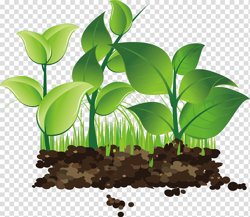 Green Grass, Sprouting, Germination, Drawing, Leaf, Plant, Houseplant, Soil transparent background PNG clipart