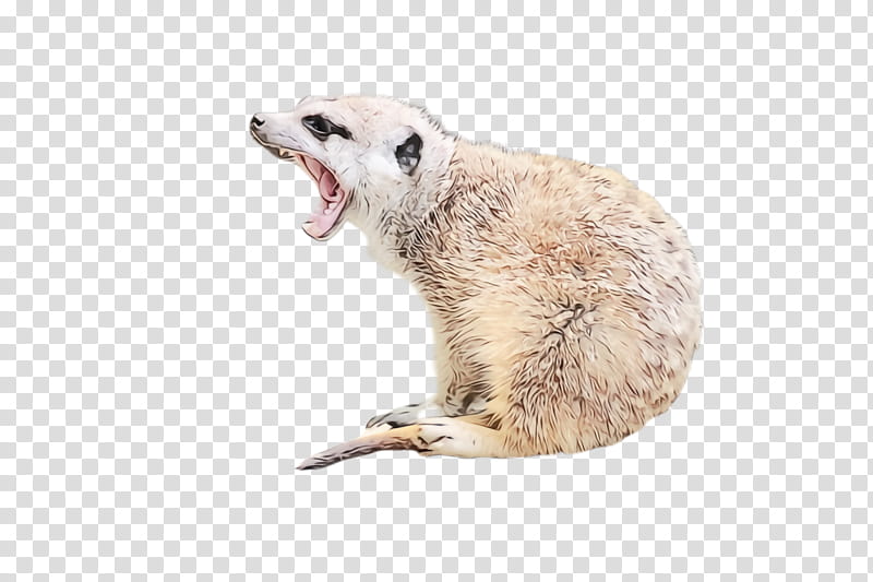 meerkat wildlife, Watercolor, Paint, Wet Ink transparent background PNG clipart