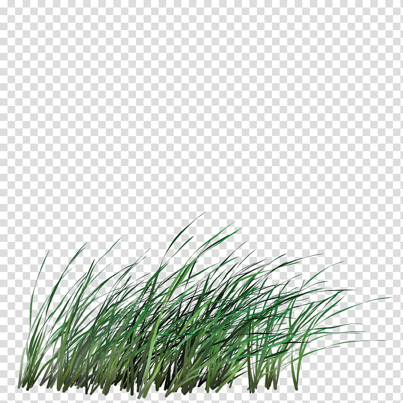 Drawing Of Family, Sweet Grass, Grasses, Ornamental Grass, Pampas Grass, Green, Plant, Grass Family transparent background PNG clipart