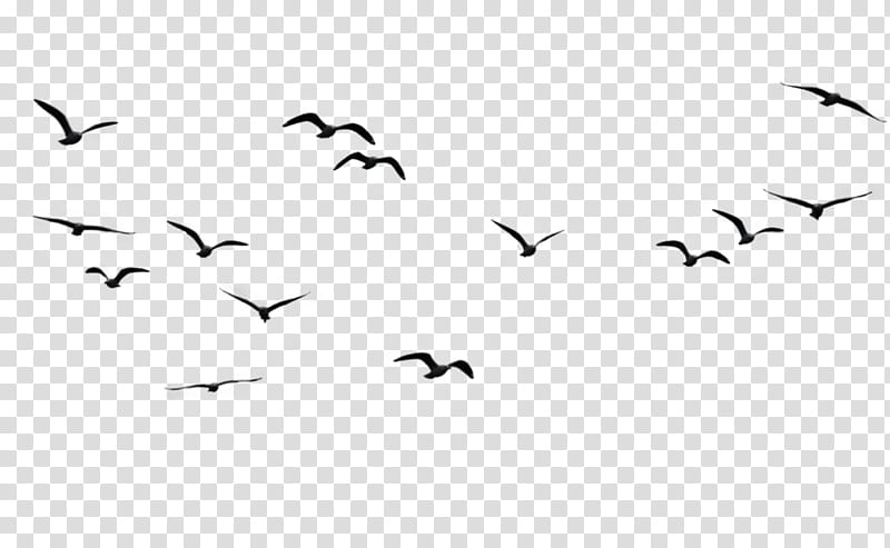 Bird Silhouette, Flock, Drawing, Bird Flight, Bird Migration, Animal Migration, Blackandwhite transparent background PNG clipart