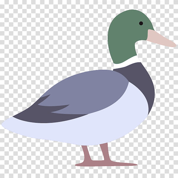 bird duck beak water bird ducks, geese and swans, Ducks Geese And Swans, Waterfowl, Mallard, American Black Duck, Goose transparent background PNG clipart