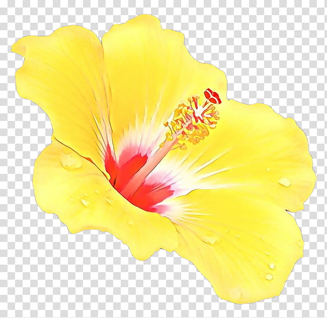 hibiscus flower yellow petal hawaiian hibiscus, Cartoon, Chinese Hibiscus, Plant, Flowering Plant, Mallow Family transparent background PNG clipart