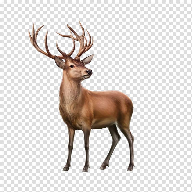 Picsart, Reindeer, Moose, Rudolph, Animal, Web Design, Elk, Antler transparent background PNG clipart