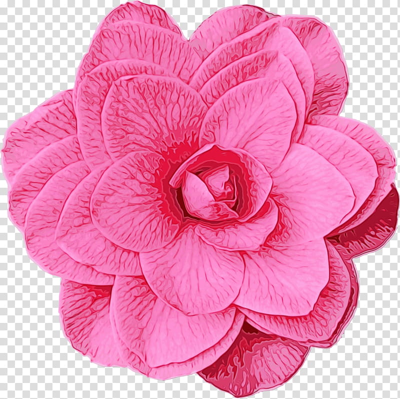 Watercolor Pink Flowers, Paint, Wet Ink, Painting, Japanese Camellia, Petal, Plant, Cut Flowers transparent background PNG clipart