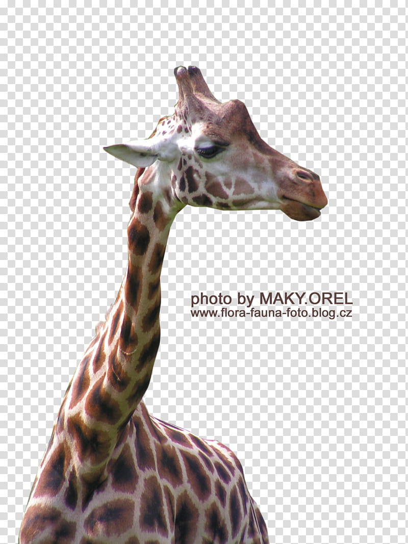 SET Giraffe head, brown and white giraffe transparent background PNG clipart