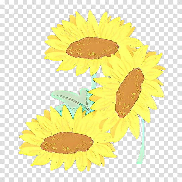 Sunflower, Cartoon, Yellow, Plant, Mayweed, Daisy Family, Asterales, Camomile transparent background PNG clipart