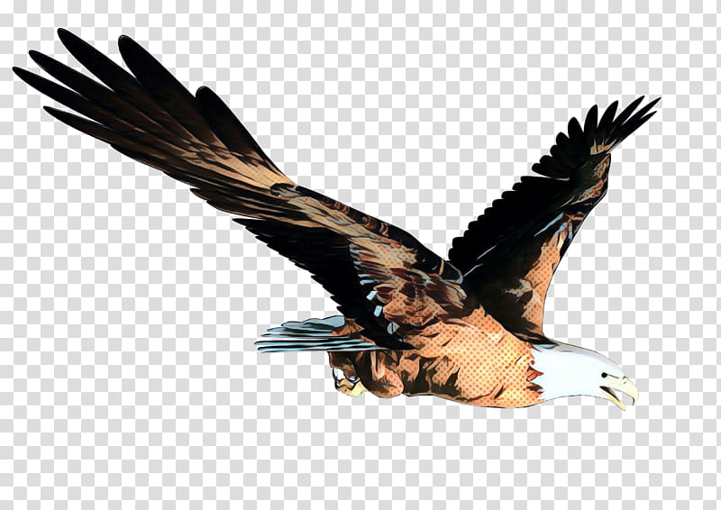 Sea Bird, Bald Eagle, Web Design, Bird Of Prey, Golden Eagle, Kite, Accipitridae, Wing transparent background PNG clipart