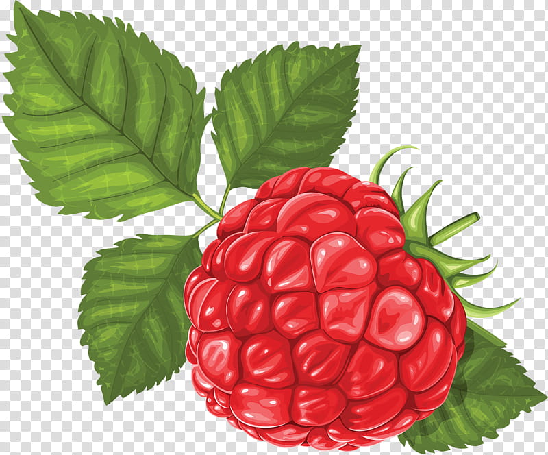 Indian Food, Raspberry, Berries, Drawing, Fruit, Red Raspberry, Natural Foods, Rubus transparent background PNG clipart