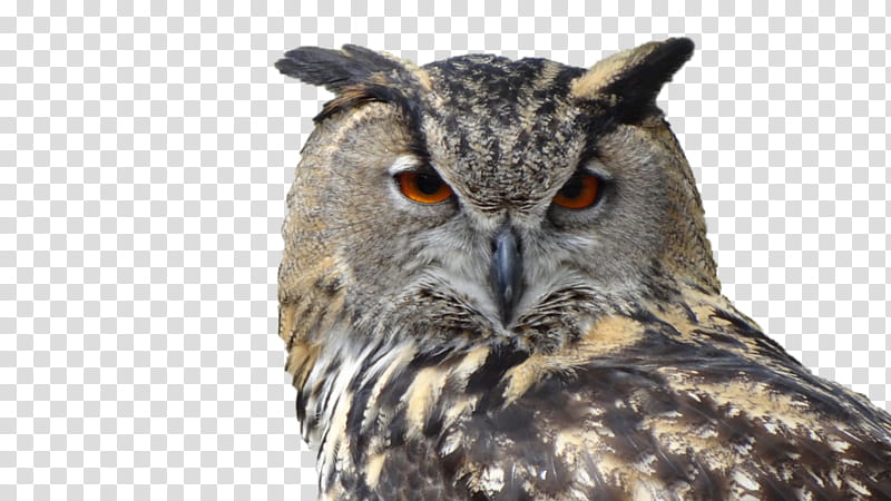 Owl, Bird, Snowy Owl, Great Horned Owl, Eurasian Eagleowl, Bird Of Prey, Barn Owl, Barred Owl transparent background PNG clipart