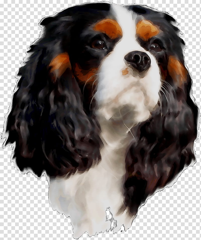 Mountain, King Charles Spaniel, Cavalier King Charles Spaniel, Companion Dog, Snout, Breed, Crossbreed, Cocker Spaniel transparent background PNG clipart