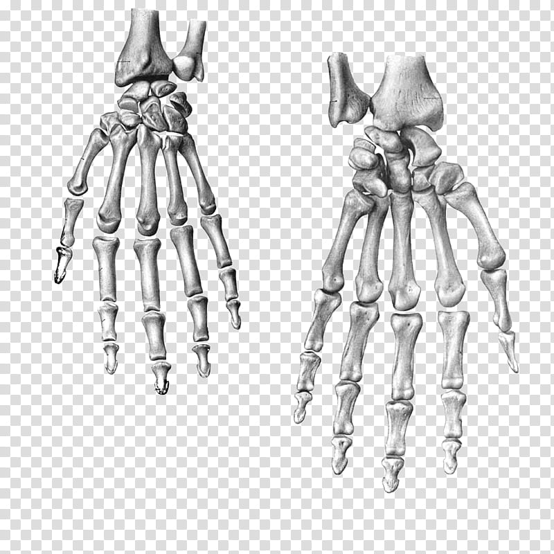 Hands , two human hand skeleton illustration transparent background PNG clipart