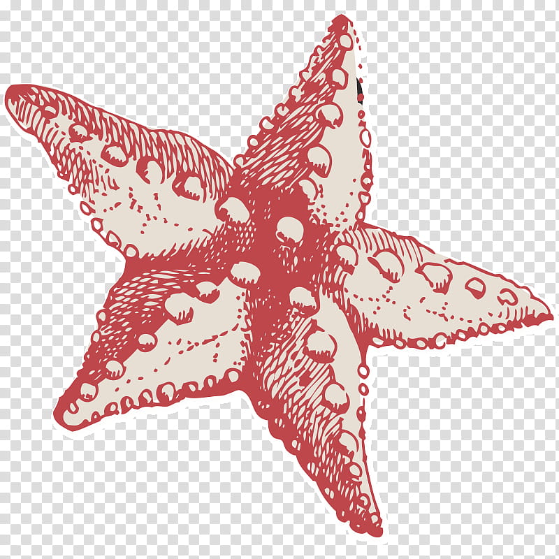 Starfish, Clinic, Health, Community Health Center, Coast Community Health Center, Health Professional, Rural Health Clinic, Idea transparent background PNG clipart