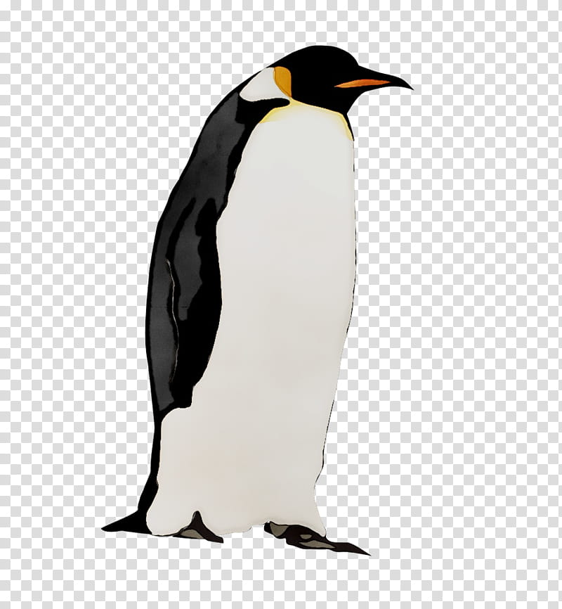 Bird, King Penguin, Neck, Beak, Flightless Bird, Emperor Penguin, Gentoo Penguin, Snares Penguin transparent background PNG clipart