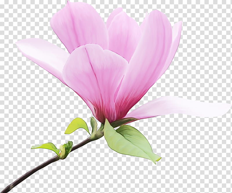 Pink Flower, Magnolia, Magnolia Liliiflora, Plant Stem, Plants, Petal, Magnolia Family, Pedicel transparent background PNG clipart