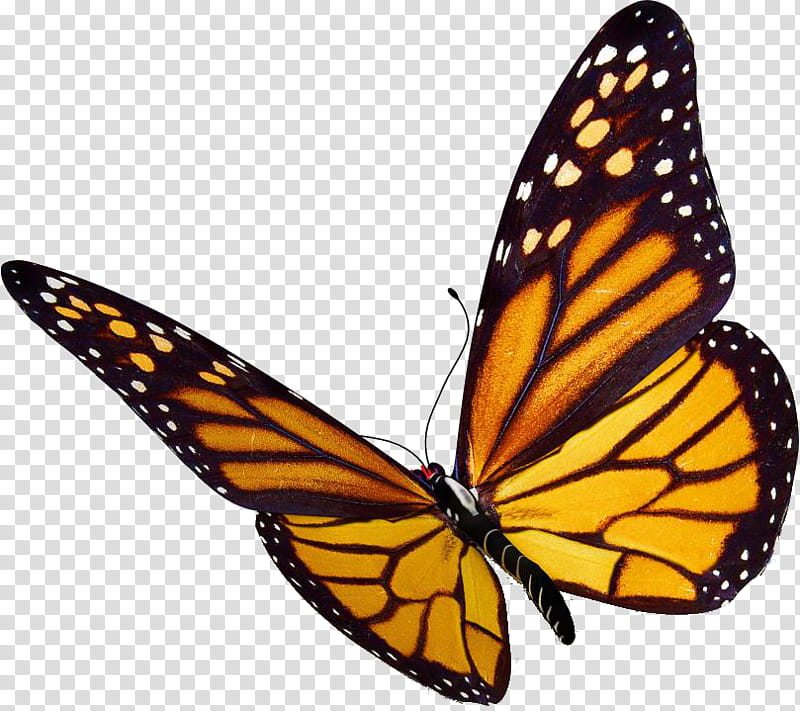 Butterfly Design, Monarch Butterfly, Monarch Butterfly International Traveler, Insect, Glasswing Butterfly, Brushfooted Butterflies, Web Design, Tiger Milkweed Butterflies transparent background PNG clipart