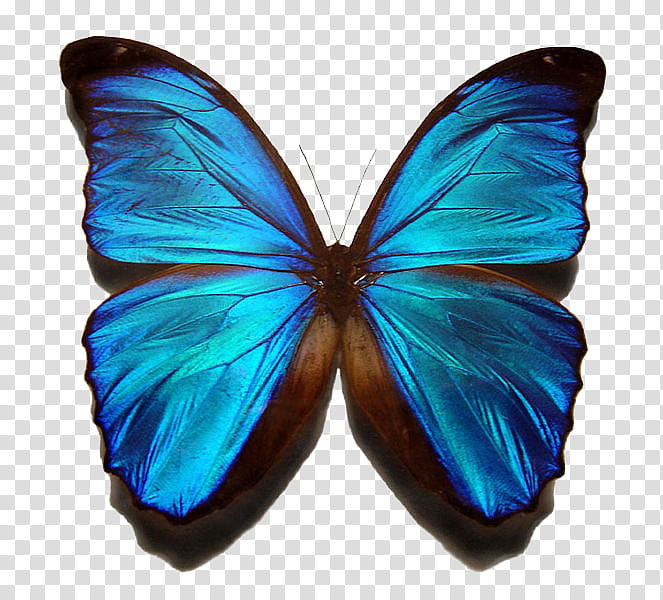 O, blue morpho butterfly illustration transparent background PNG clipart