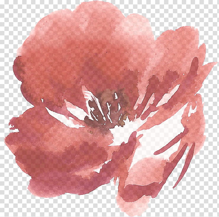 pink petal flower plant peony, Carnation, Watercolor Paint, Flowering Plant, Chinese Peony transparent background PNG clipart
