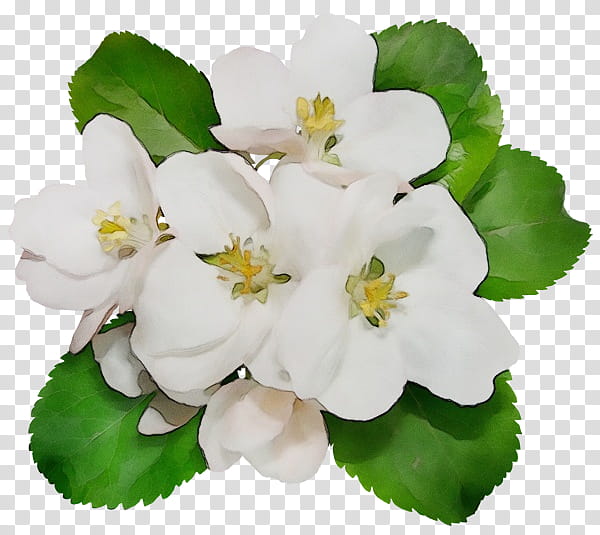 flower white petal plant blossom, Watercolor, Paint, Wet Ink, Leaf, Mock Orange, Geranium, Impatiens transparent background PNG clipart